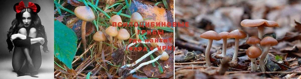 mdpv Пересвет